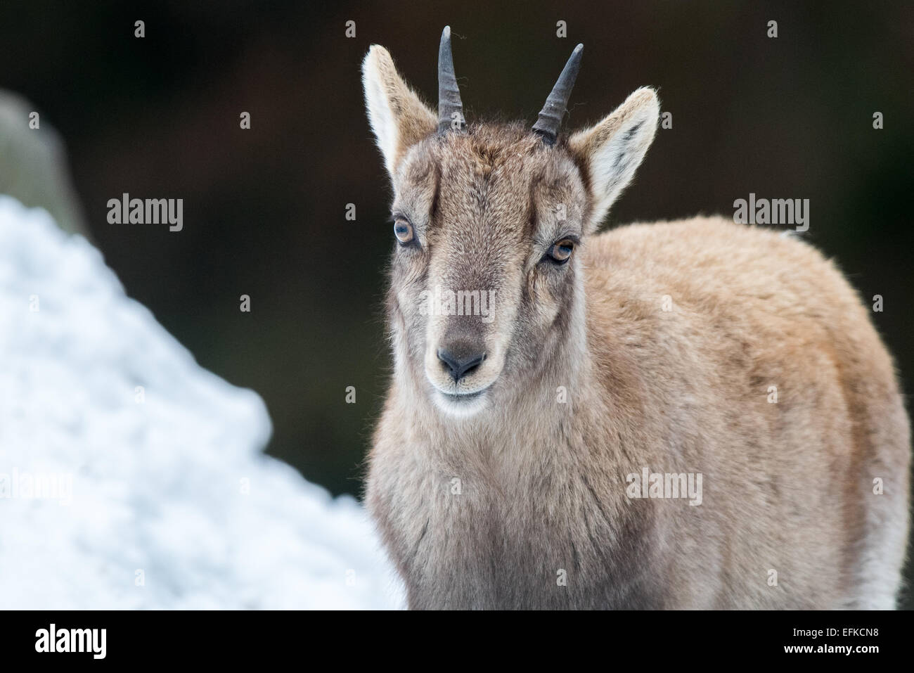 ,Bouquetin des Alpes Capra ibex, Alpensteinbock, Banque D'Images