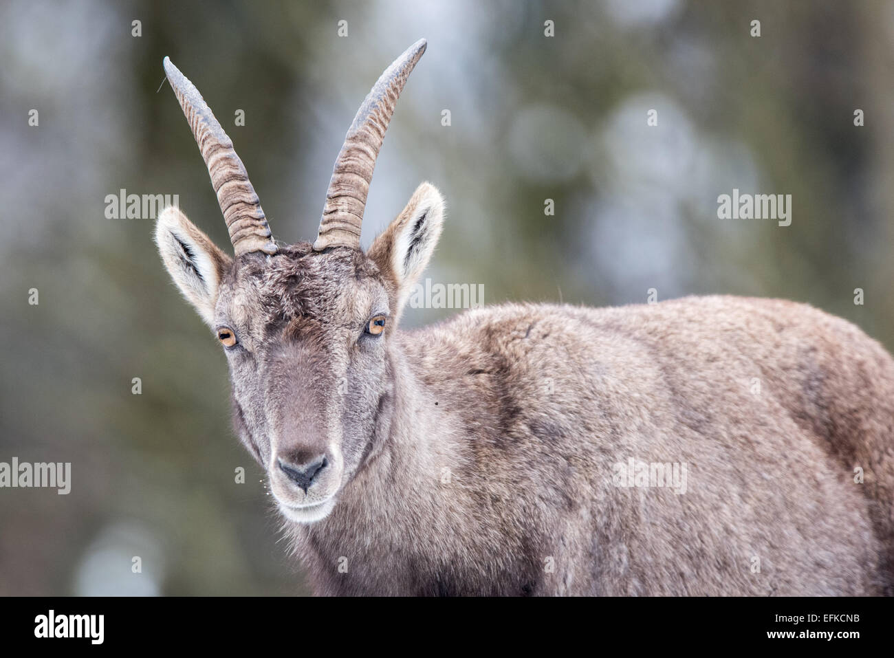 ,Bouquetin des Alpes Capra ibex, Alpensteinbock, Banque D'Images
