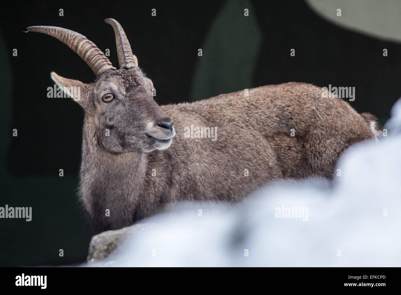 ,Bouquetin des Alpes Capra ibex, Alpensteinbock, Banque D'Images