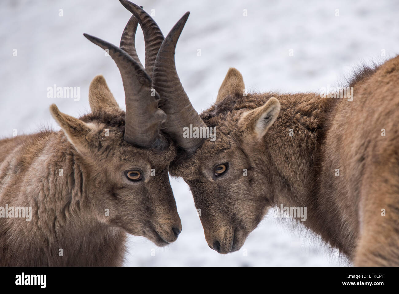 ,Bouquetin des Alpes Capra ibex, Alpensteinbock,deux jeunes bouquetins se battent Banque D'Images