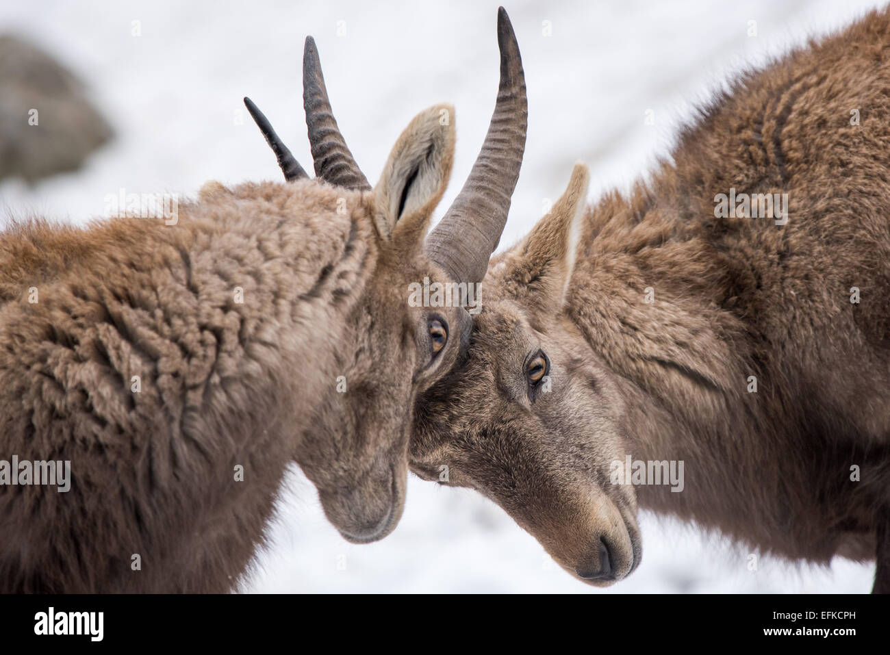 ,Bouquetin des Alpes Capra ibex, Alpensteinbock,deux jeunes bouquetins se battent Banque D'Images