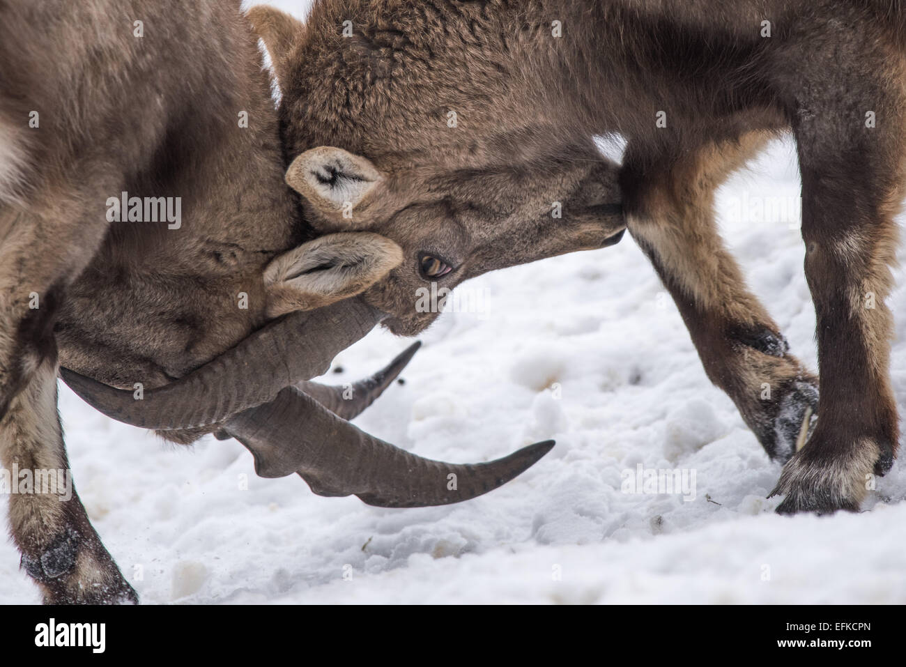 ,Bouquetin des Alpes Capra ibex, Alpensteinbock,deux jeunes bouquetins se battent Banque D'Images