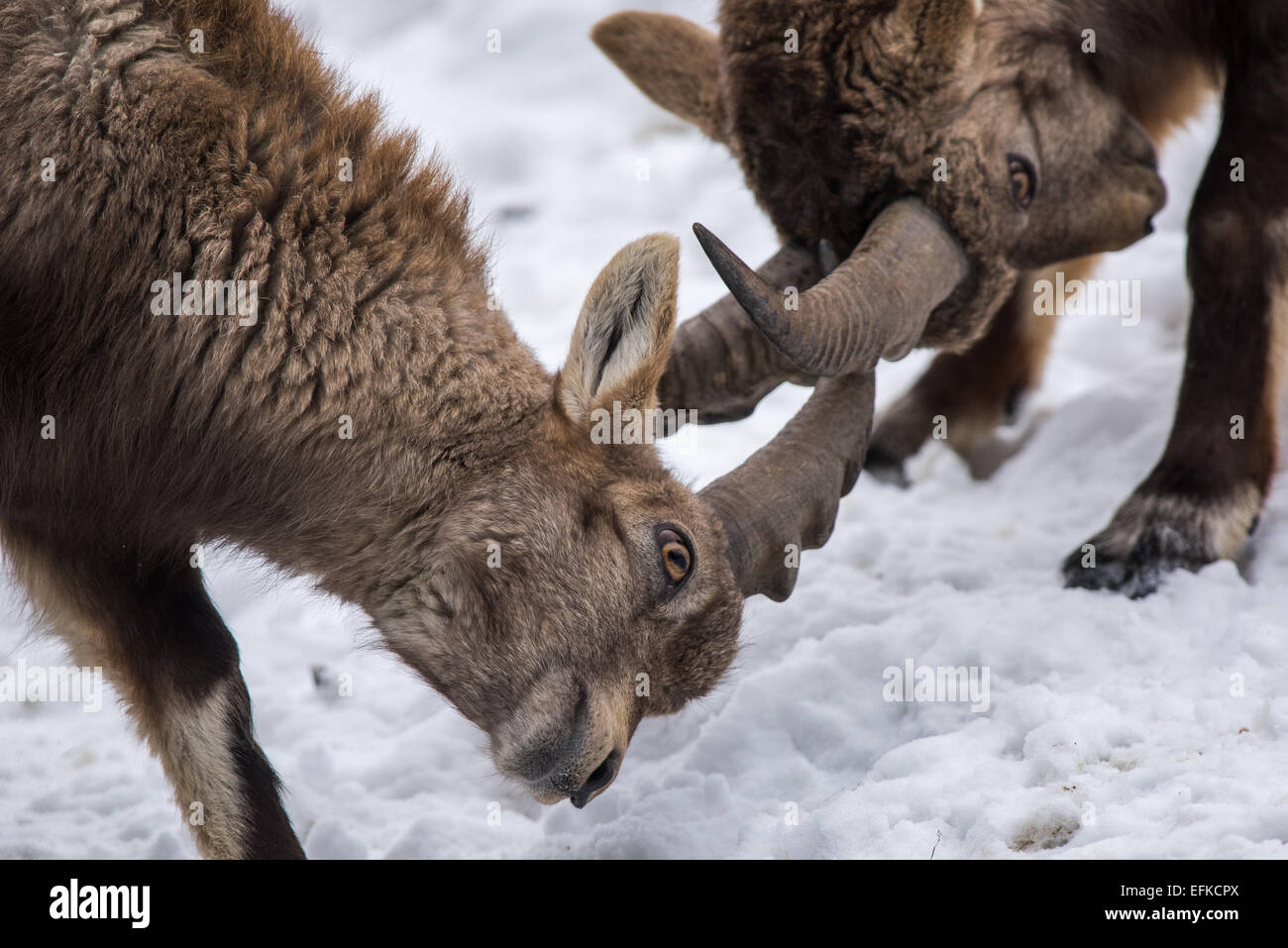 ,Bouquetin des Alpes Capra ibex, Alpensteinbock,deux jeunes bouquetins se battent Banque D'Images
