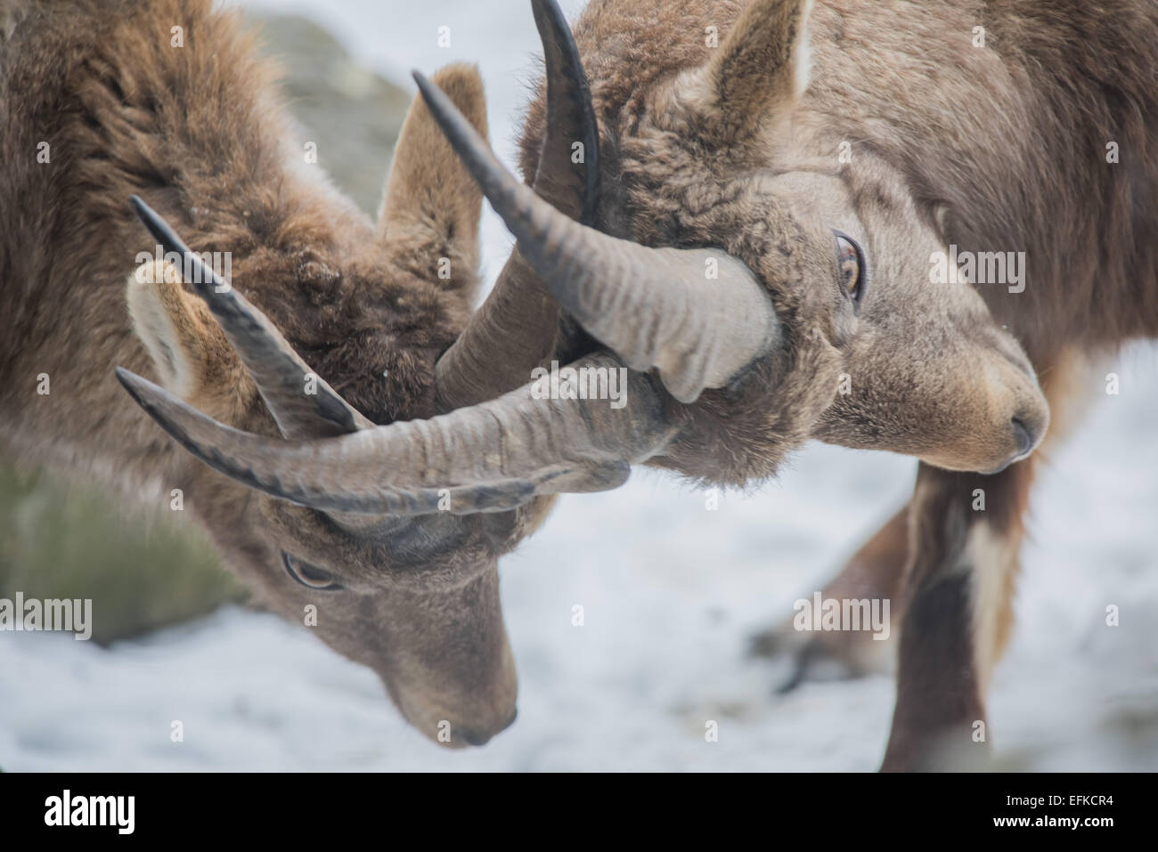 ,Bouquetin des Alpes Capra ibex, Alpensteinbock,deux jeunes bouquetins se battent Banque D'Images