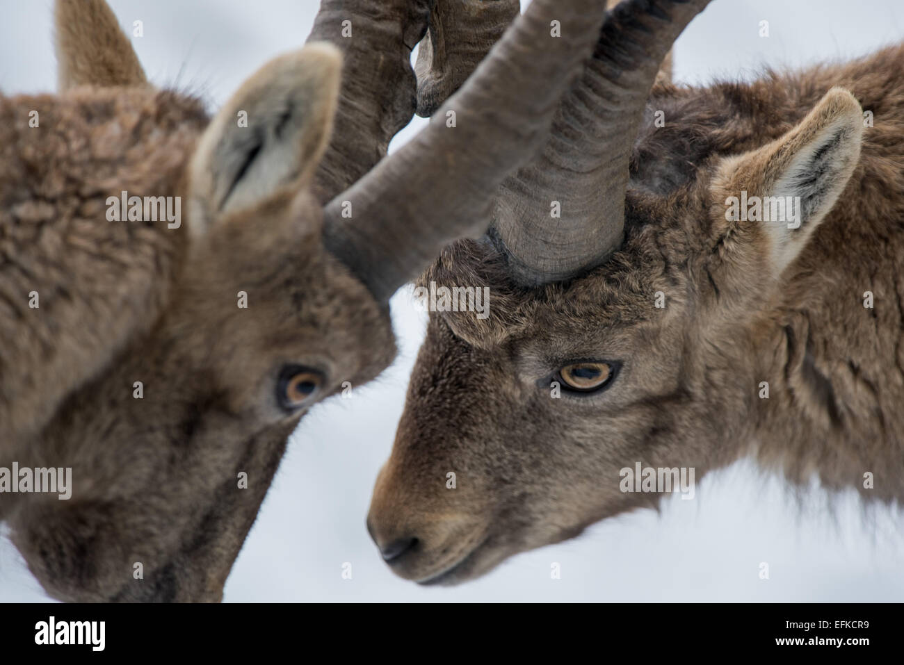 ,Bouquetin des Alpes Capra ibex, Alpensteinbock,deux jeunes bouquetins se battent Banque D'Images