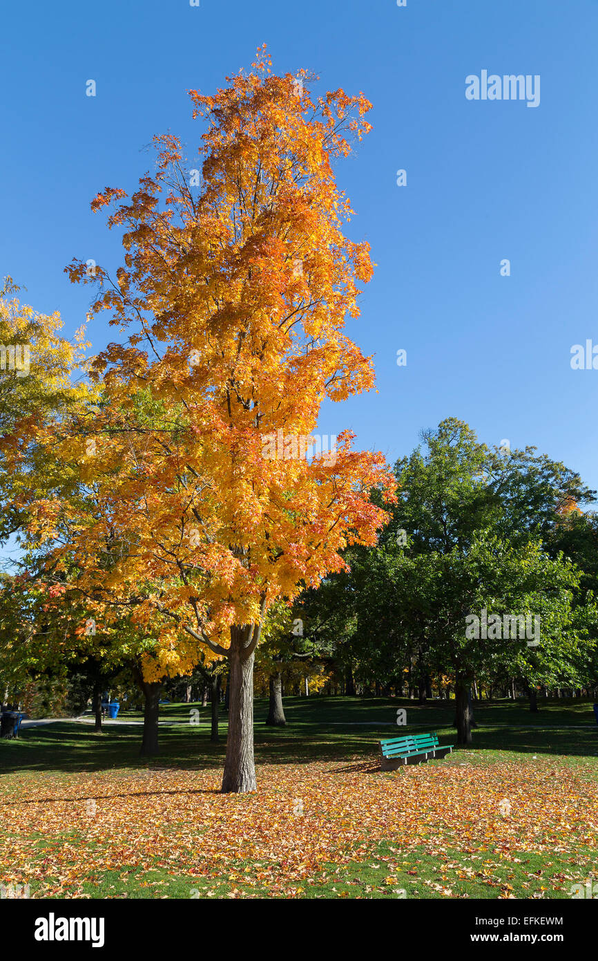 Un arbre orange à l'automne avec un peu de vert des arbres en arrière-plan Banque D'Images