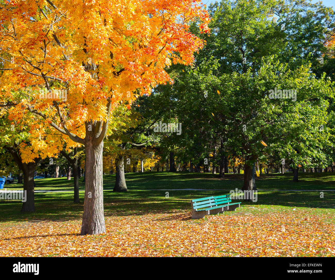 Un arbre orange à l'automne avec un peu de vert des arbres en arrière-plan Banque D'Images