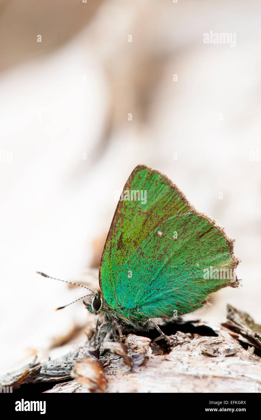 Papillon porte-queue vert (Callophrys rubi), adulte au repos sur un tombé de bouleau verruqueux à Meathop Moss, Lindale, Cumbria. Mai. Banque D'Images