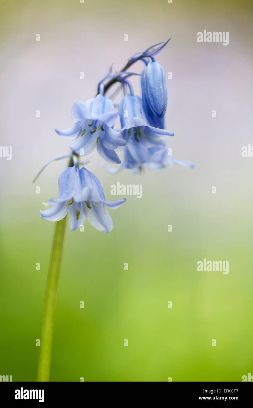 Un hybride croisement entre Anglais et Espagnol jacinthes des bois (Hyacinthoides hispanica x non-scripta) croissant sous Warton Crag dans Cumbri Banque D'Images