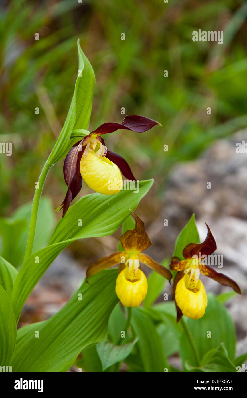 Lady's Slipper orchids (Cypripedium calceolus) à la floraison des castrats de la démarche réserve naturelle nationale dans la région de Cumbria. Mai. Subjec captif Banque D'Images