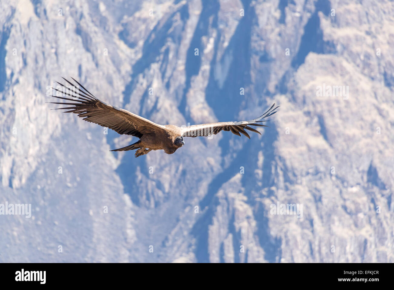 Condor voler dans le Canyon de Colca près de Arequipa, Pérou Banque D'Images
