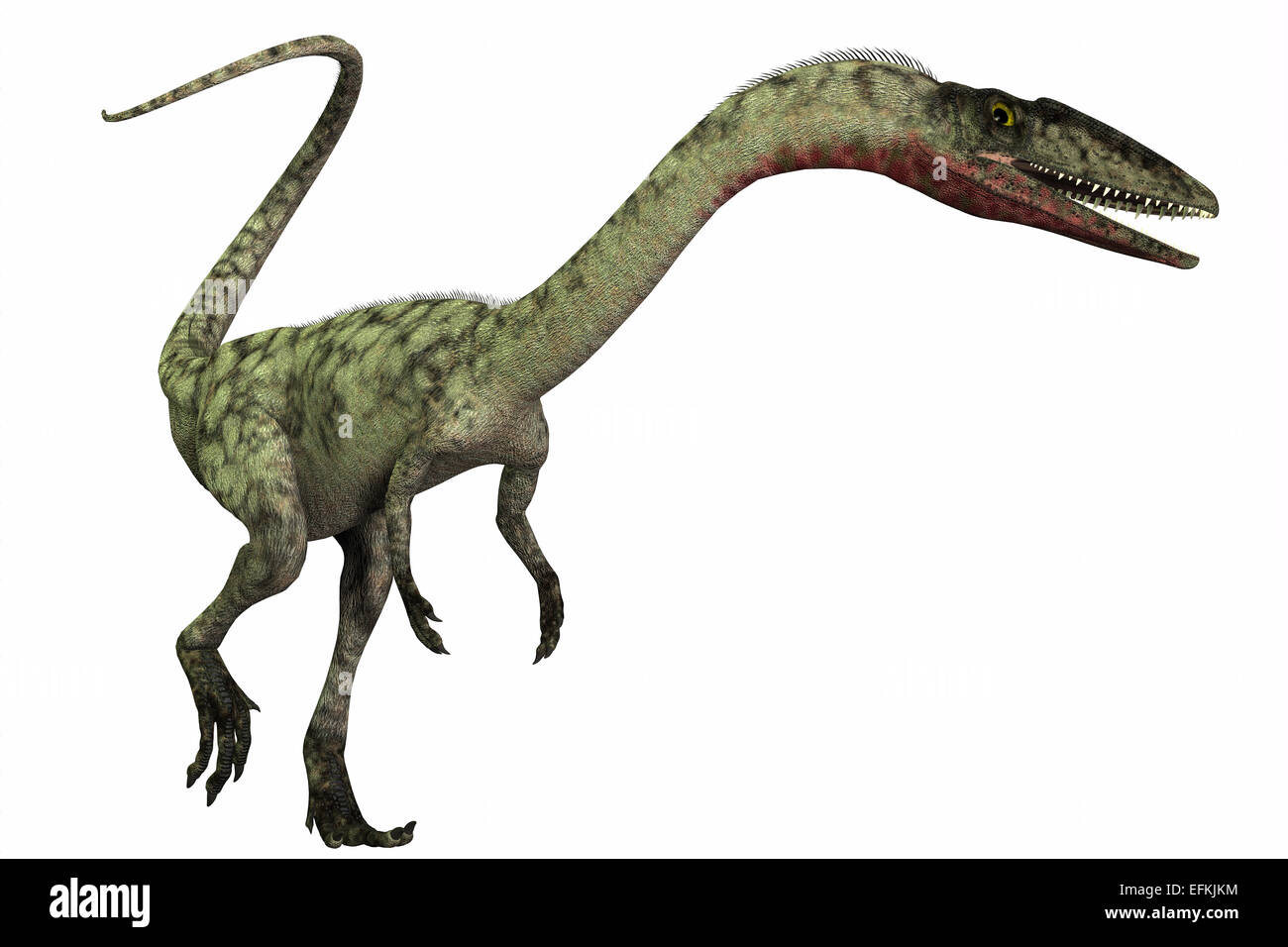 Coelophysis était un dinosaure prédateur bipède qui vivait pendant la période du Trias de l'Amérique du Nord. Banque D'Images