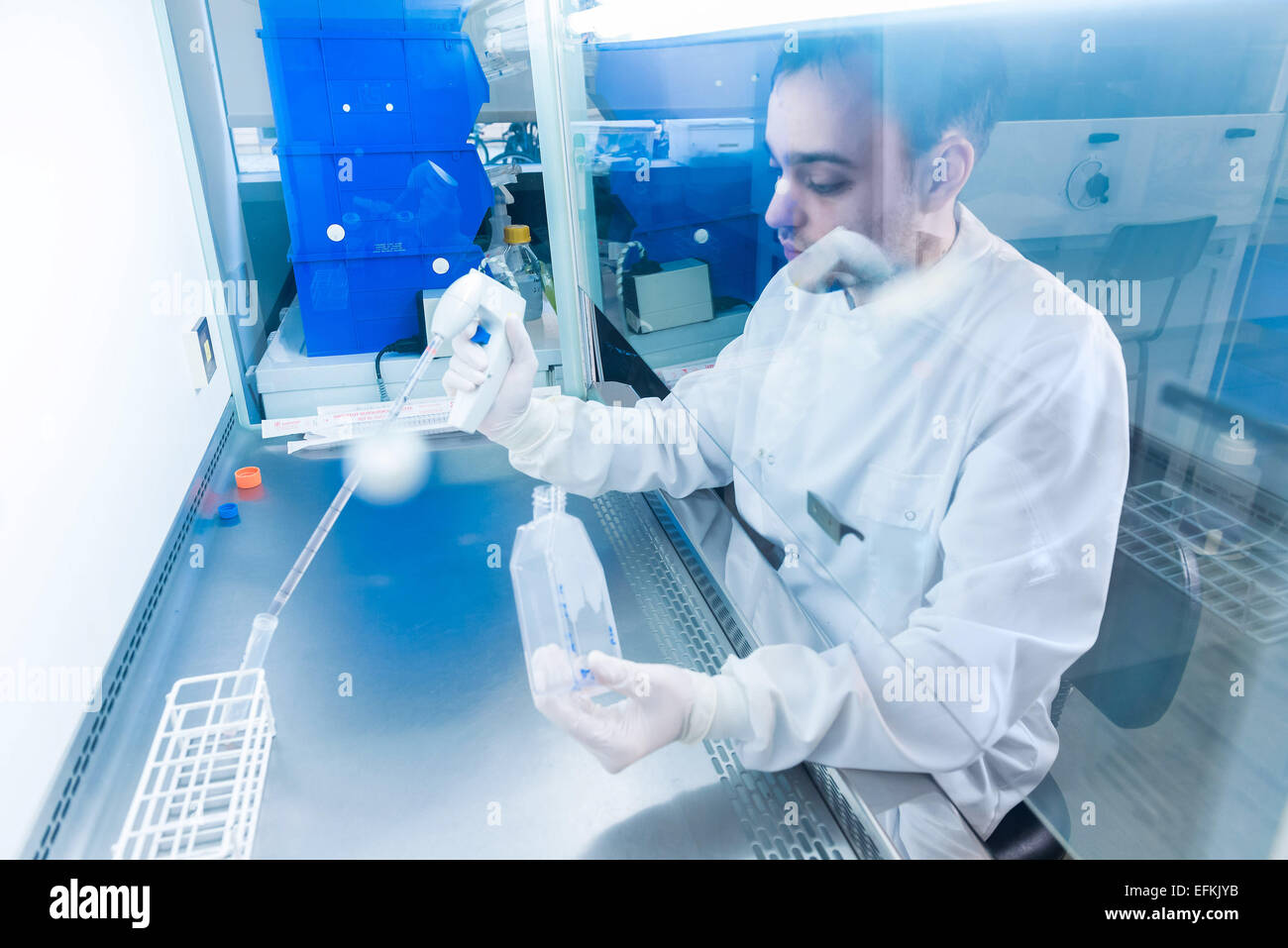 Laboratoire de recherche sur le cancer, les scientifiques les cellules avec une pipette électronique Banque D'Images