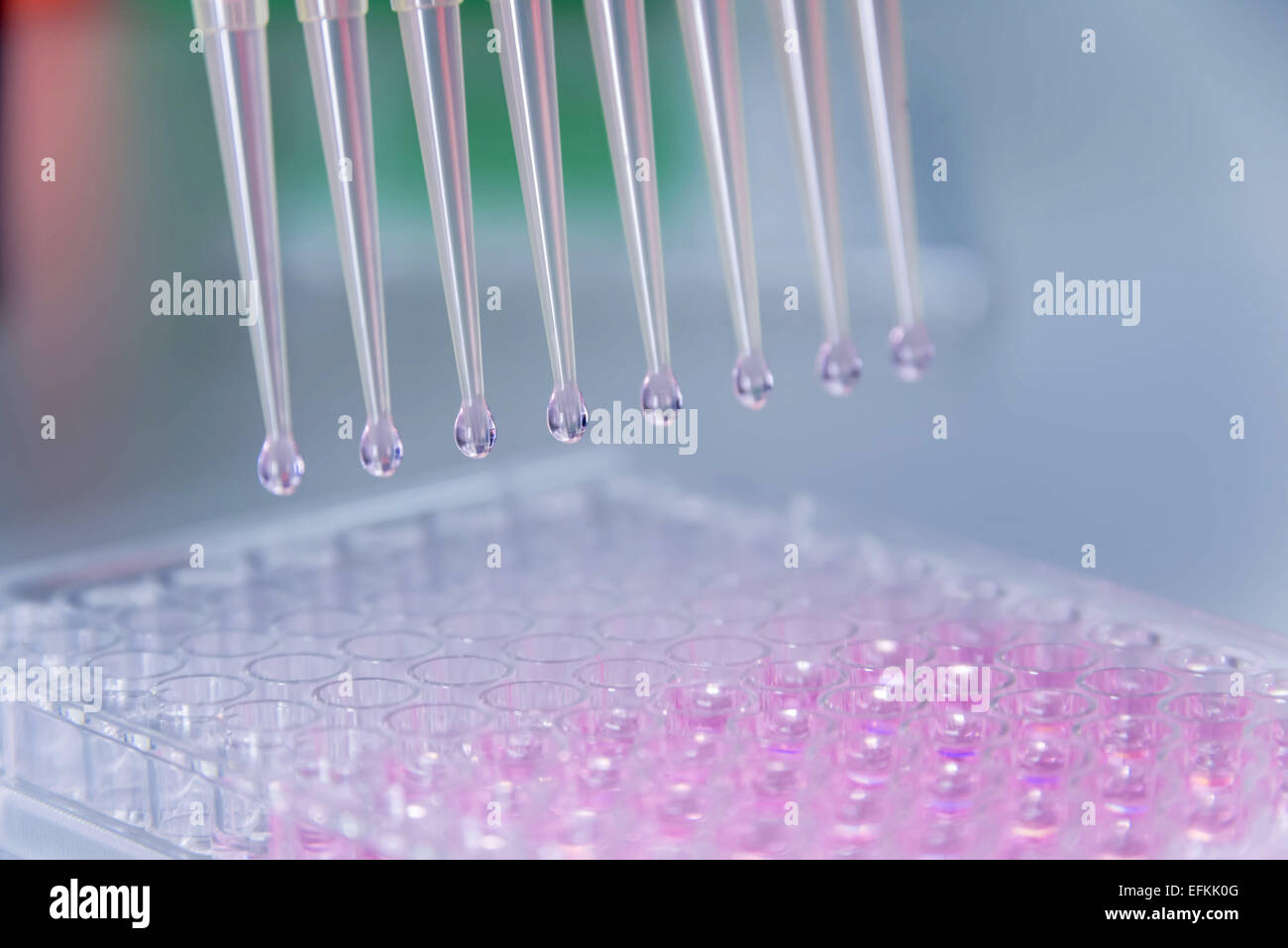 Laboratoire de recherche sur le cancer, les cellules étant dispensés à l'aide d'une pipette électronique Banque D'Images