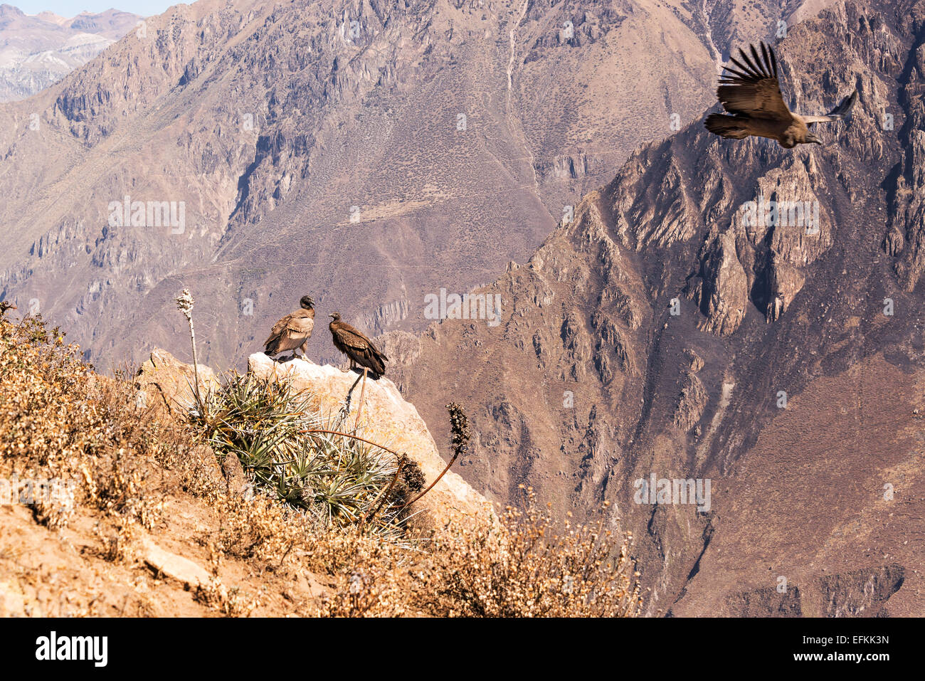 Trois Condors andins dans le Canyon de Colca près de Arequipa, Pérou Banque D'Images