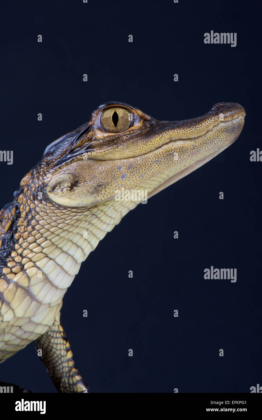 Alligator Alligator mississippiensis / Banque D'Images