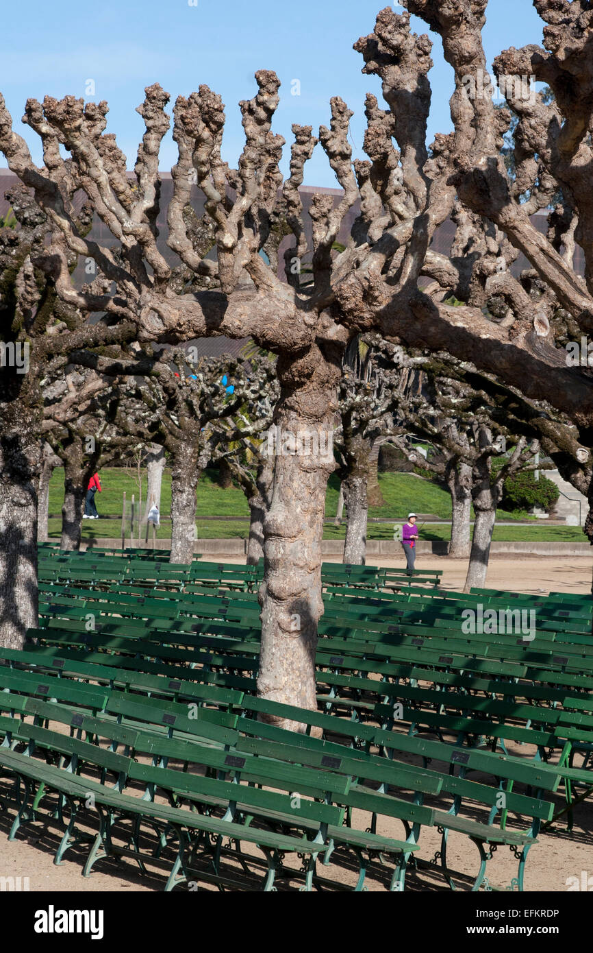 Les arbres et les bancs à l'abri dans le Golden Gate Park, San Francisco, Californie. Banque D'Images