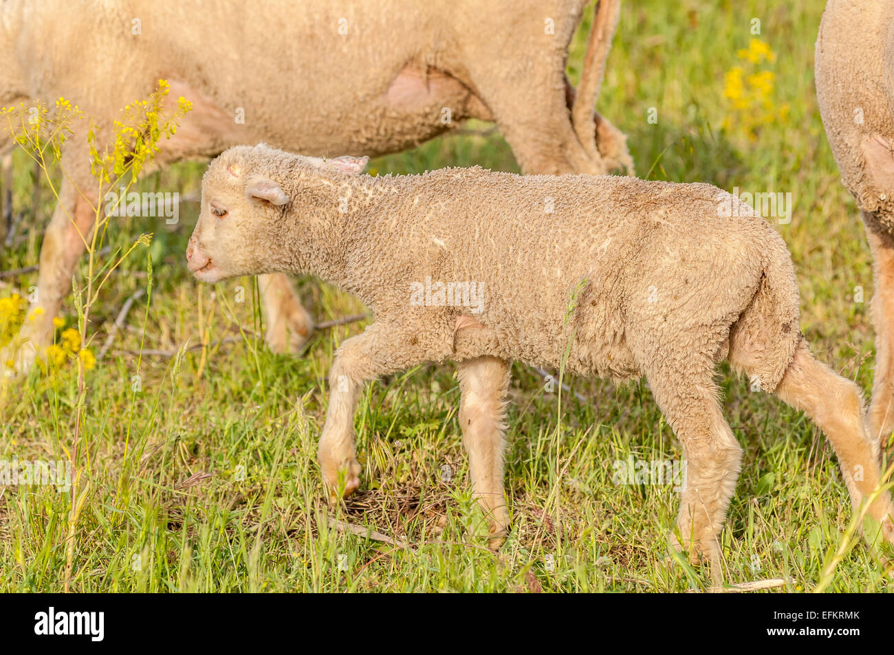 Agneau de provence sur l'herbe gareoult 83 var france Banque D'Images