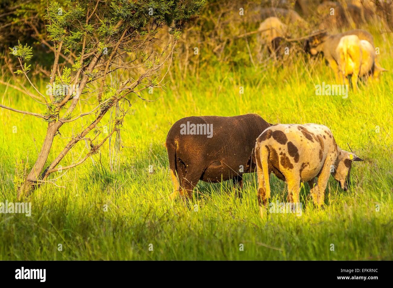 Mouton de provence sur l'herbe gareoult 83 var france Banque D'Images
