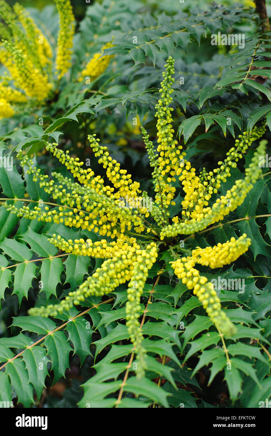 Racèmes de fleurs de l'arbuste Mahonia x media Buckland Banque D'Images