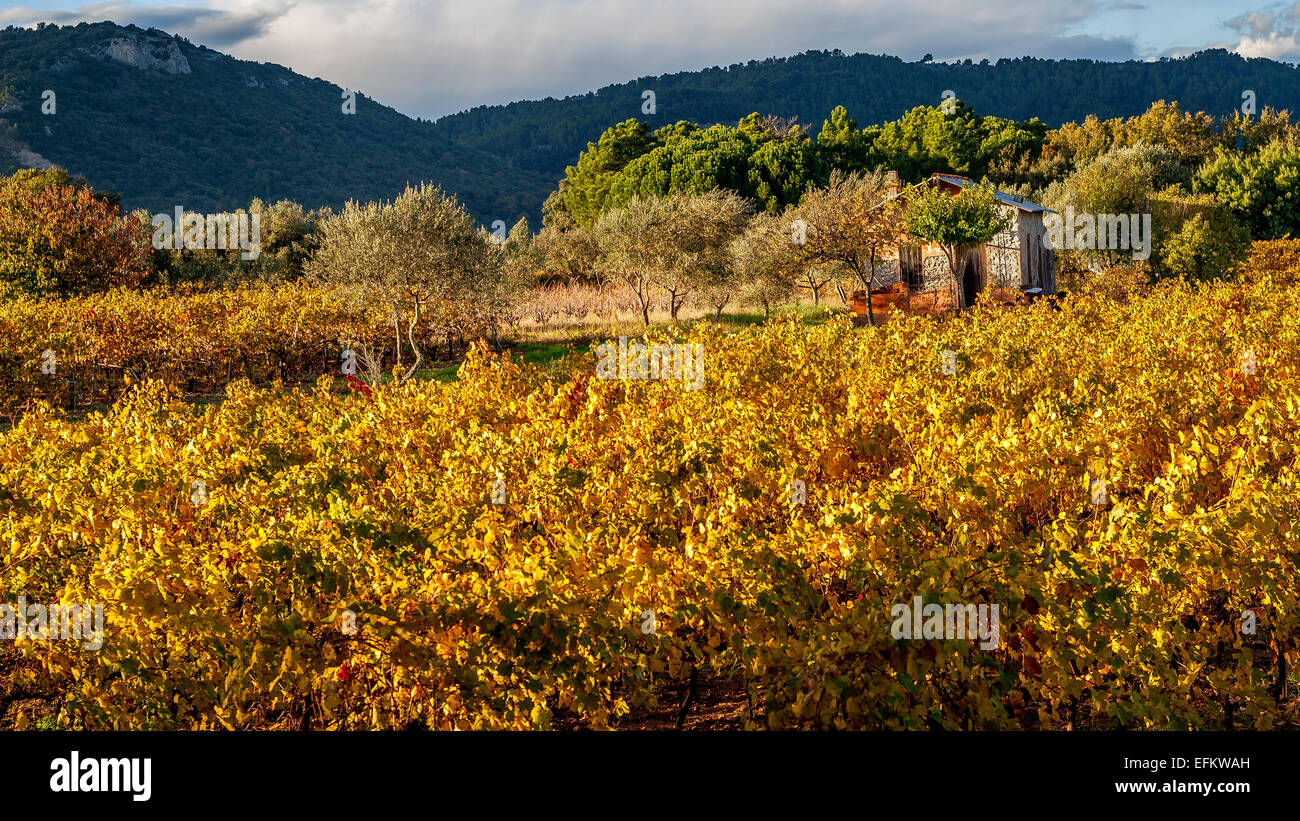 Cabanon dans les vignes Toulon Var 83 France Banque D'Images