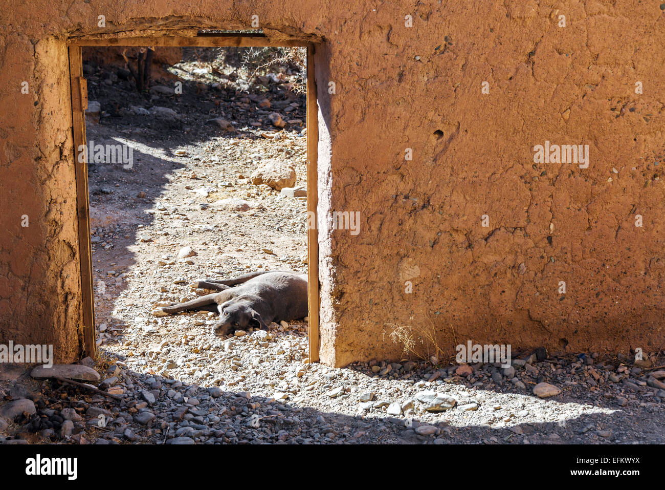 Chien allongé au soleil dans l'embrasure d'un vieux bâtiment abandonné adobe dans la petite ville de Tupiza, Bolivie près de Espicaya Banque D'Images