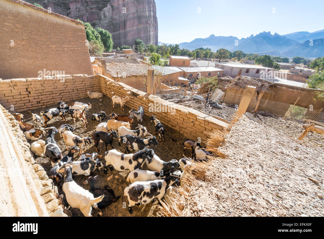 Les chèvres dans un enclos dans la petite ville de Tupiza, Bolivie près de Espicaya Banque D'Images
