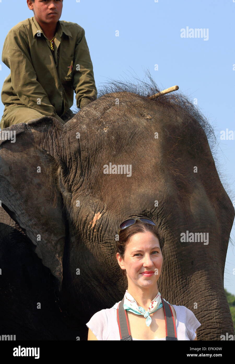 CHITWAN, NÉPAL - 14 OCTOBRE : éléphants indiens -Elephas maximus indicus- transport de touristes en safari à l'aube-parc de Chitwan. Banque D'Images