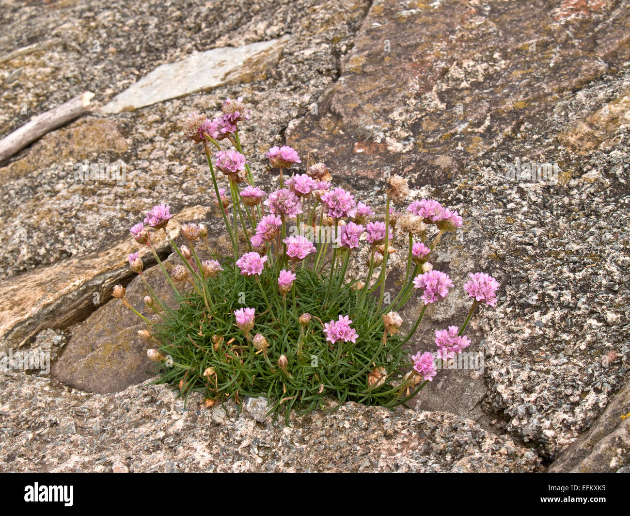 L'épargne, le rose (Armeria maritima) croissant sur rock face Banque D'Images