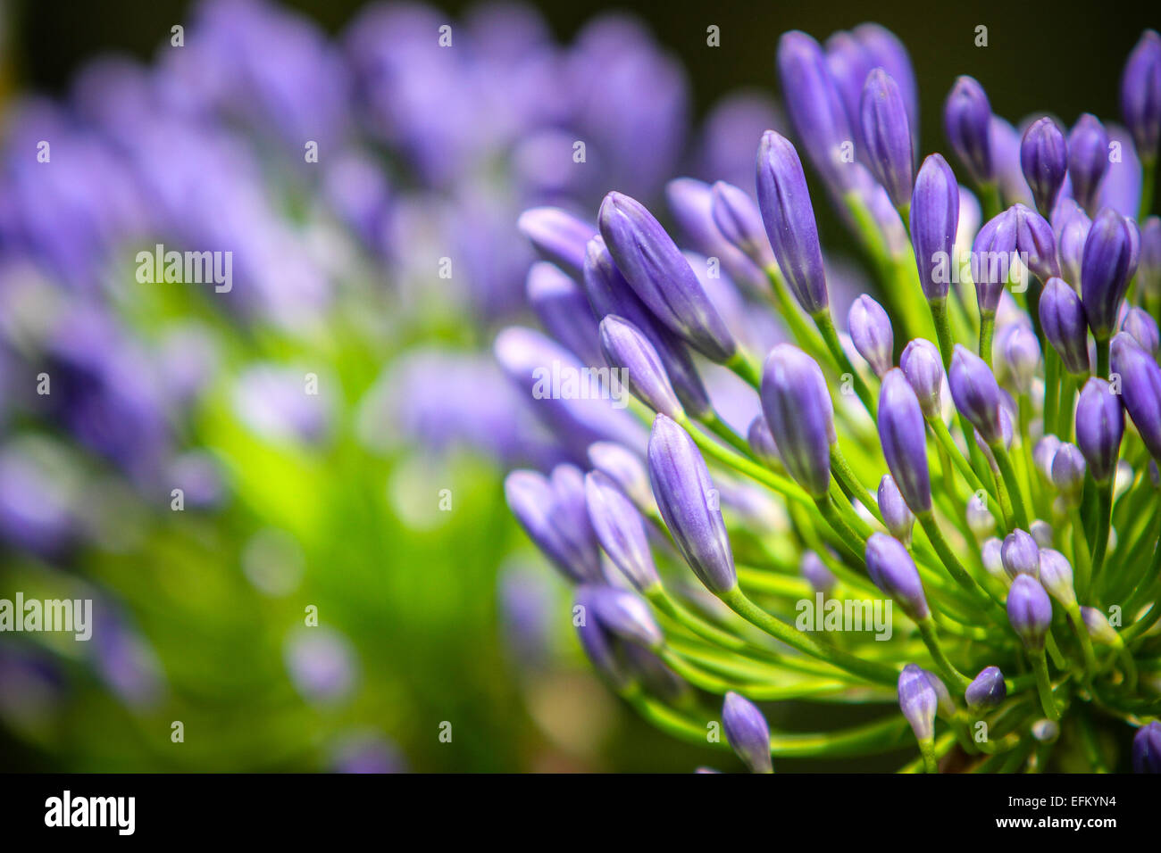 Agapanthus purple (African lily) in garden Banque D'Images