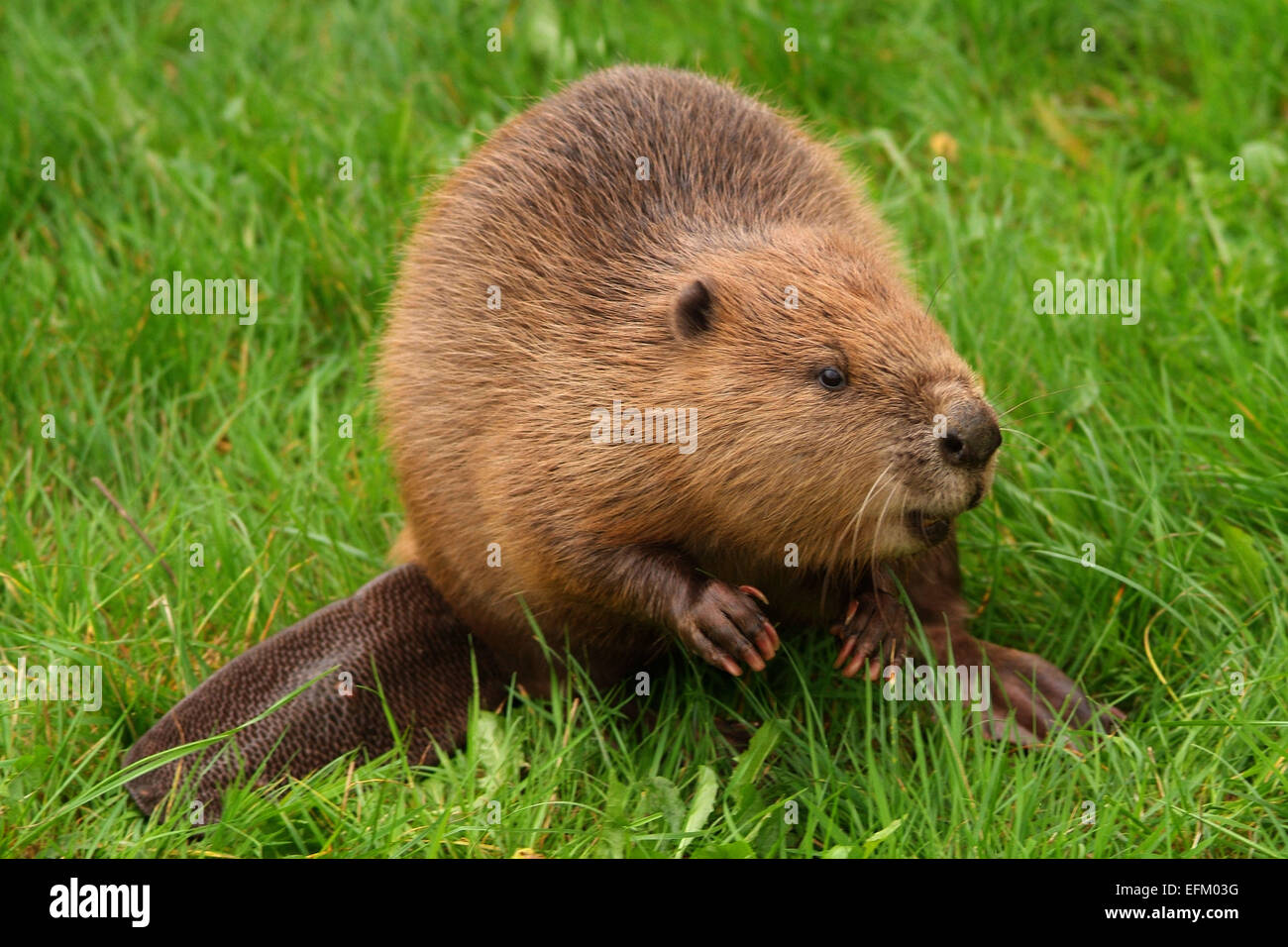 Un castor d'Eurasie (Castor fiber) à Escot Country Park,St.Mary,Devonshire Budleigh Salterton,UK,peut-être l'un des animaux qui se sont échappés.Un UK Banque D'Images