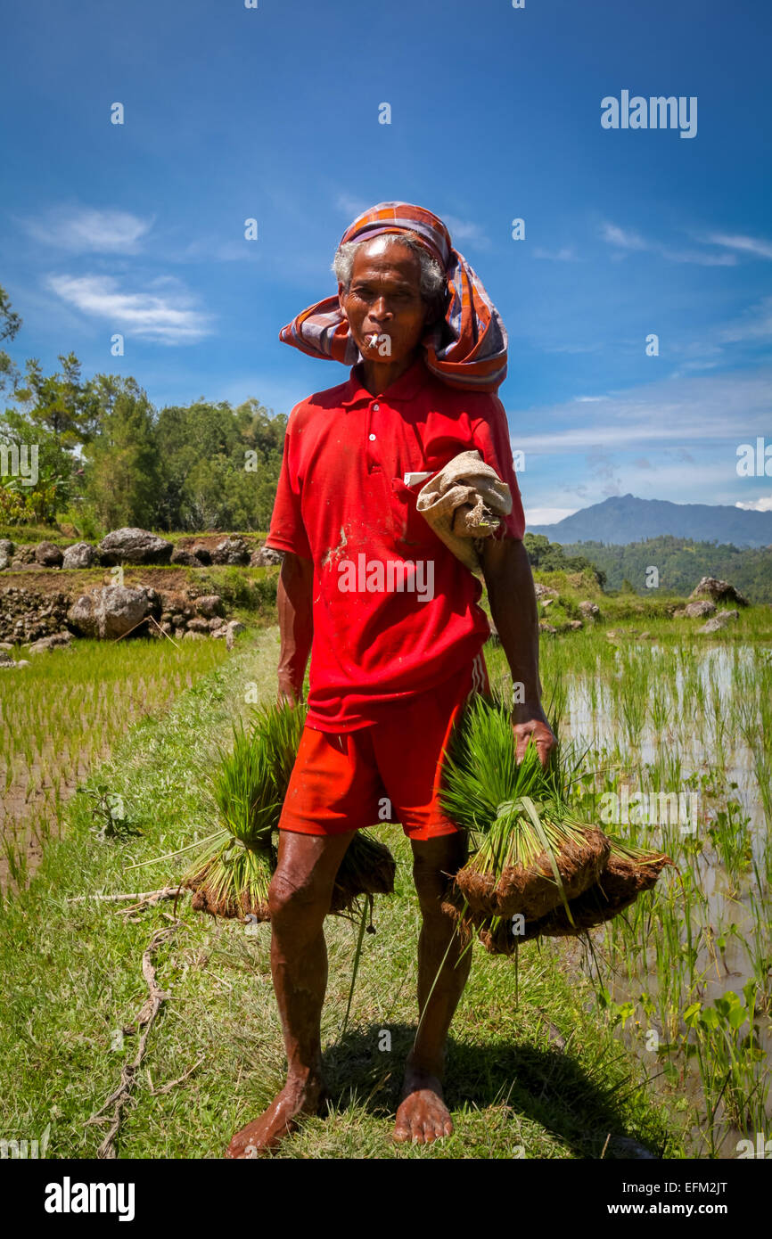 Cultivateur de riz à Toraja, Sulawesi du Sud, Indonésie. Banque D'Images