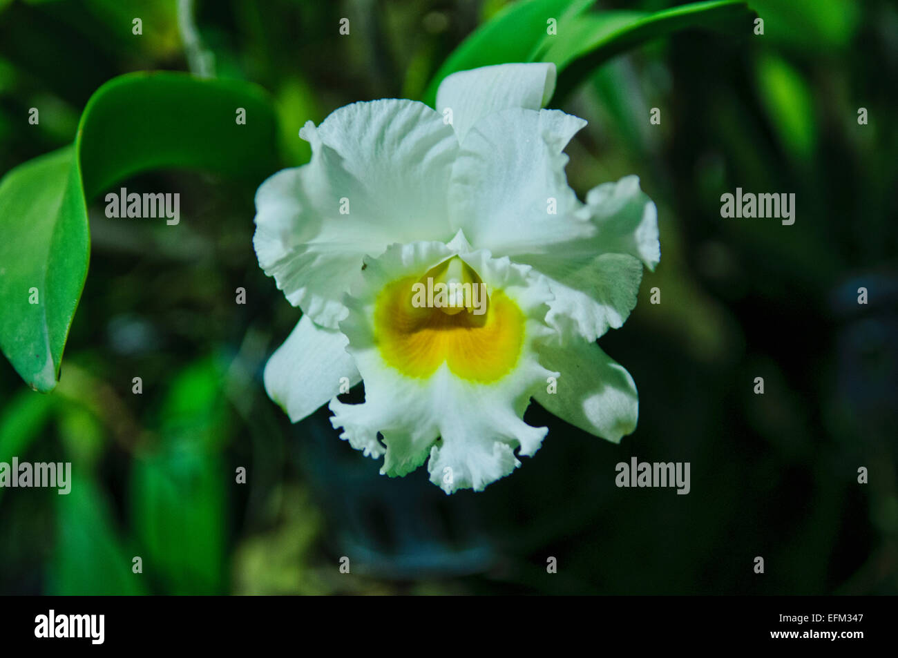 White Orchid Catleya avec lèvre jaune Banque D'Images