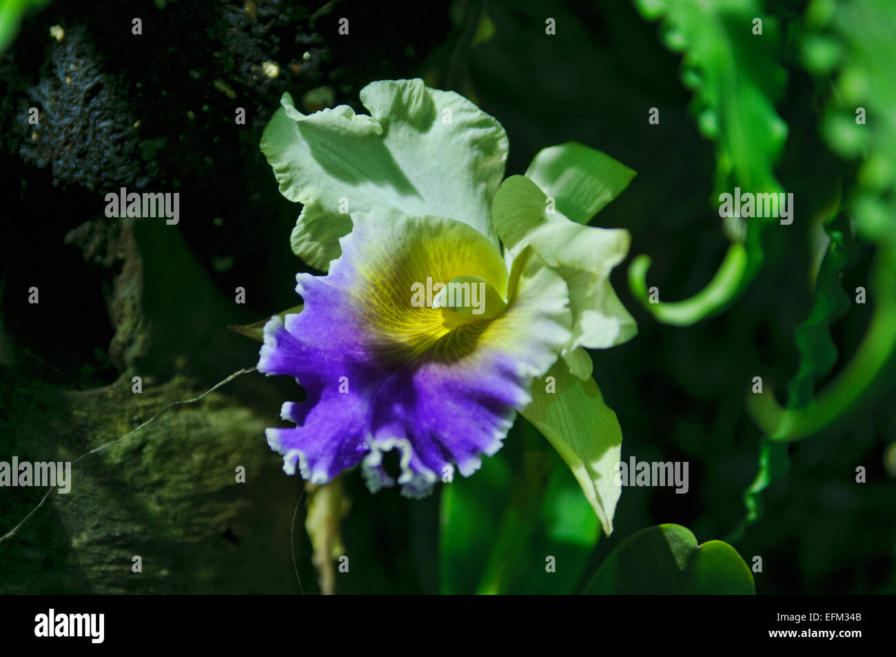 Hybrides de Cattleya, orchidée, fleur, belle orchidée Cattleya Lavande blanche Banque D'Images