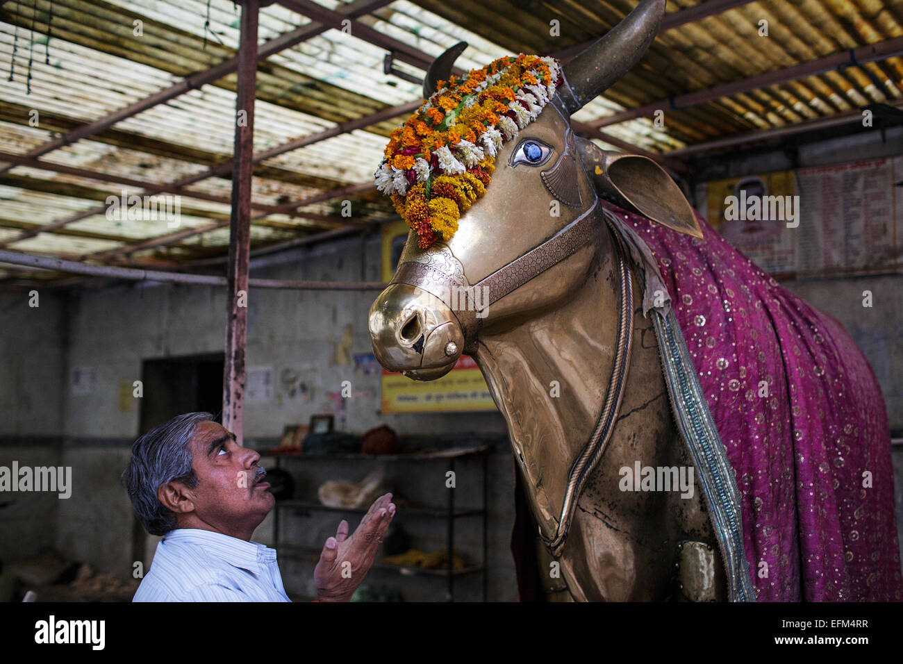 Un homme prie pour une vache statue dans un temple hindou à Jaipur, Rajasthan, Inde. Banque D'Images