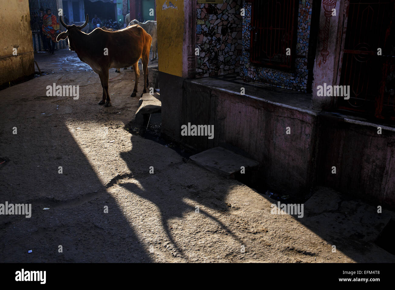 Une vache et d'ombre dans les ruelles de la vieille ville de Pushkar, Rajasthan, India Banque D'Images