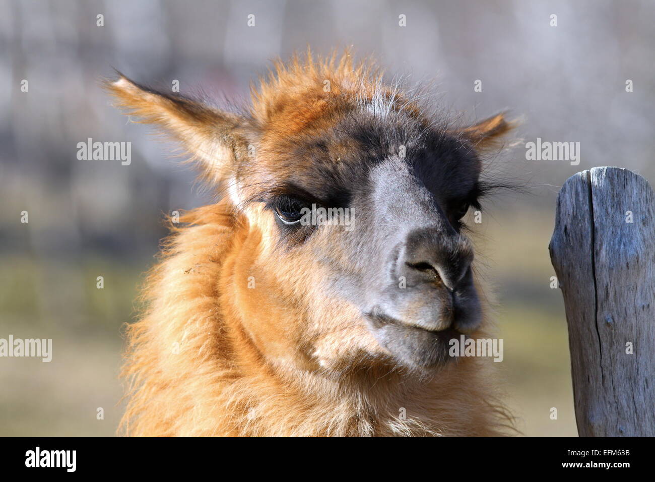 Portrait de lama cracheur, debout près de la barrière en bois Banque D'Images