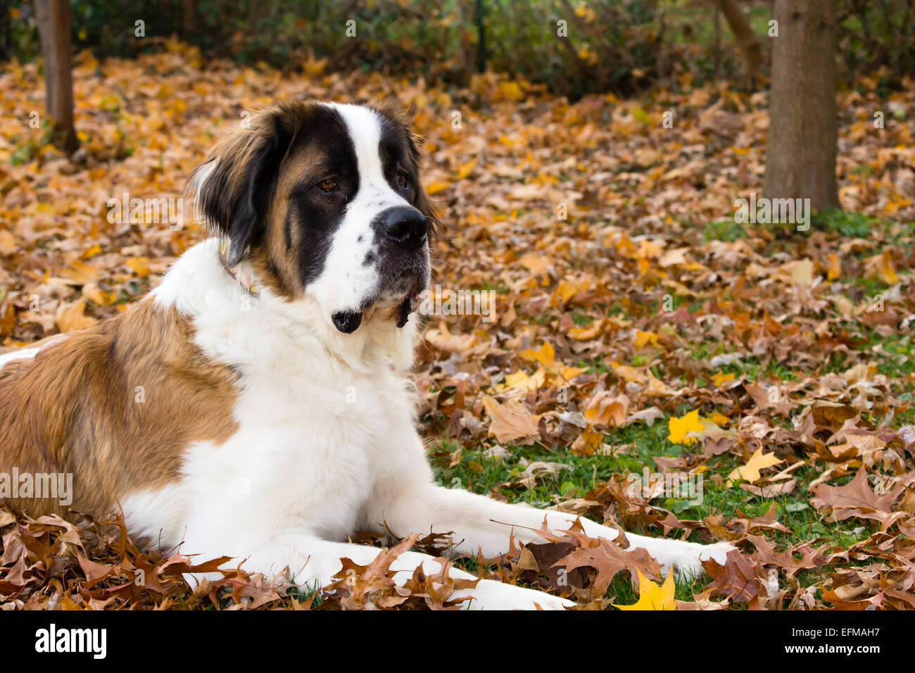 Un chien Saint Bernard de taille géante pond dans une feuille recouverte de pelouse. Banque D'Images
