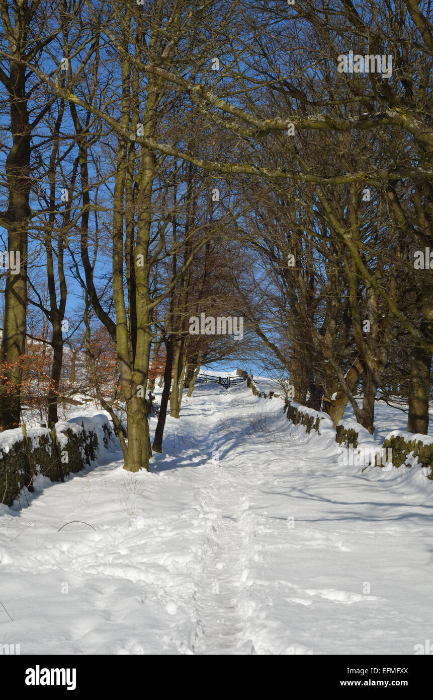 Chemin à travers des arbres couverts de neige, l'hiver. Redmires, Sheffield, South Yorkshire, Royaume-Uni, Europe Banque D'Images