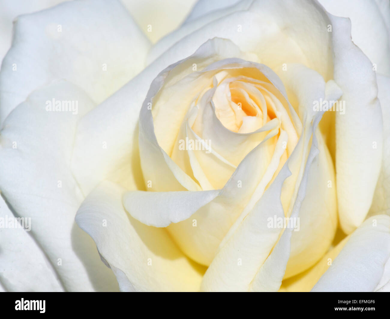 Close up of white rose bud Banque D'Images