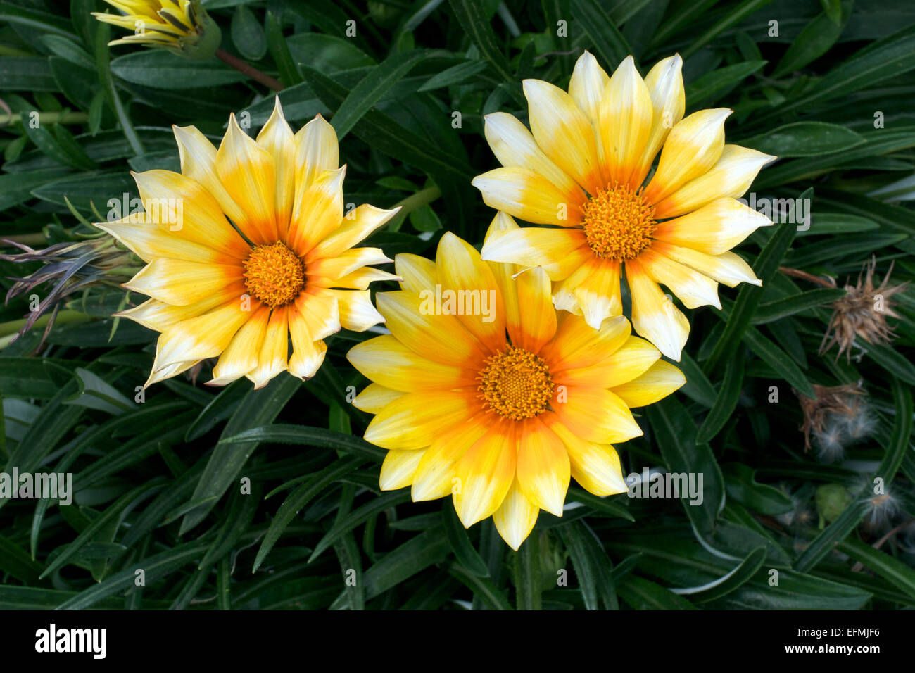 Trois Treasure de fleurs Banque D'Images