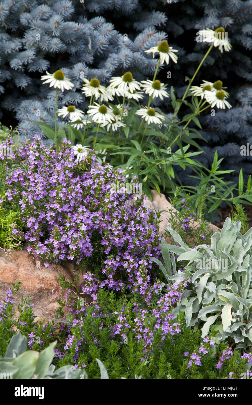 Purple Coneflower blanc et de sarriette Banque D'Images
