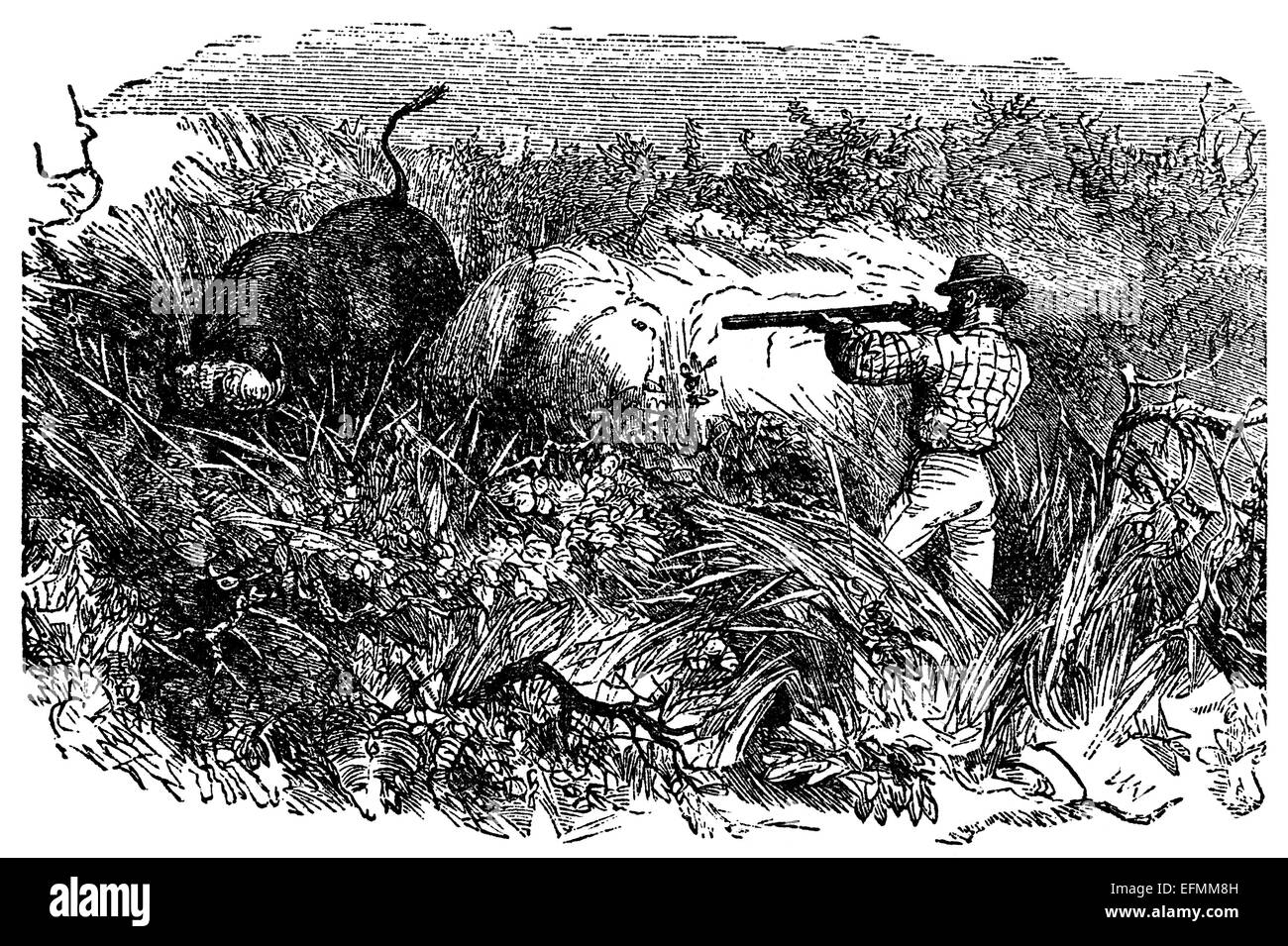 Gravure du xixe siècle de la chasse dans la savane en Afrique Banque D'Images