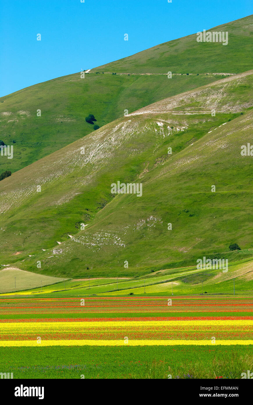 La floraison de Castelluccio di Norcia, Pian Grande, Parc National des Monts Sibyllins, Ombrie, Italie, Europe Banque D'Images