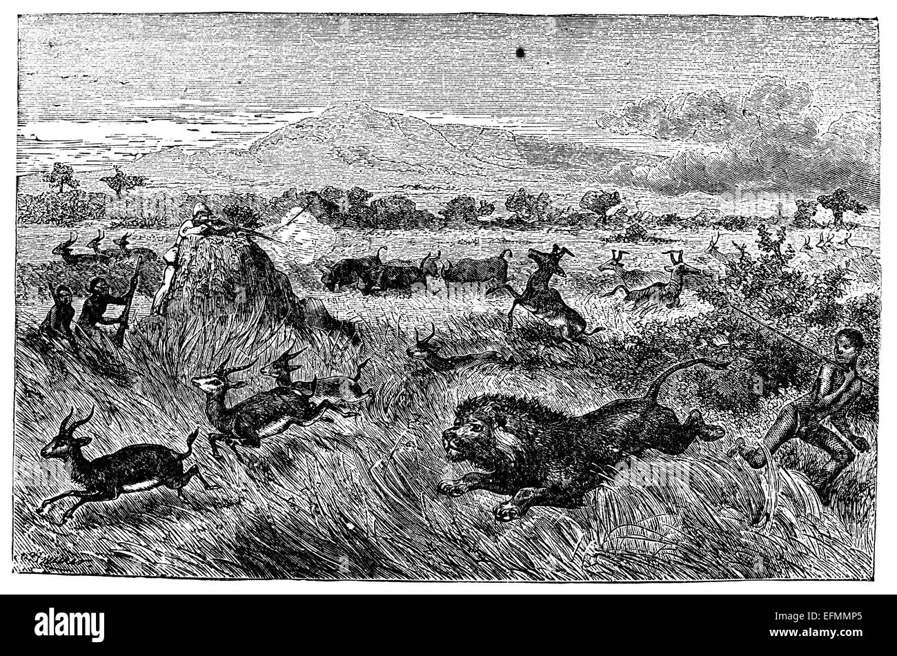 19ème siècle gravure de chasse, de gazelles, d'antilopes, de lion dans la savane en Afrique Banque D'Images