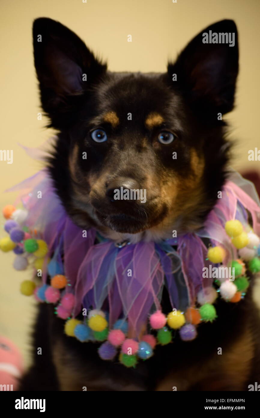 Chien Noir et brun aux yeux bleus en partie coloré collier avec pompons Banque D'Images