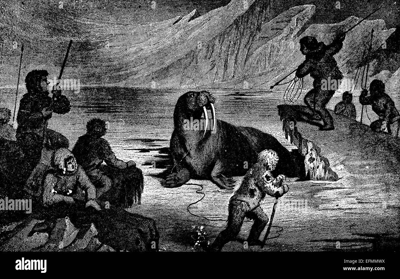 Gravure du xixe siècle d'esquimaux la chasse au morse de l'Arctique Banque D'Images