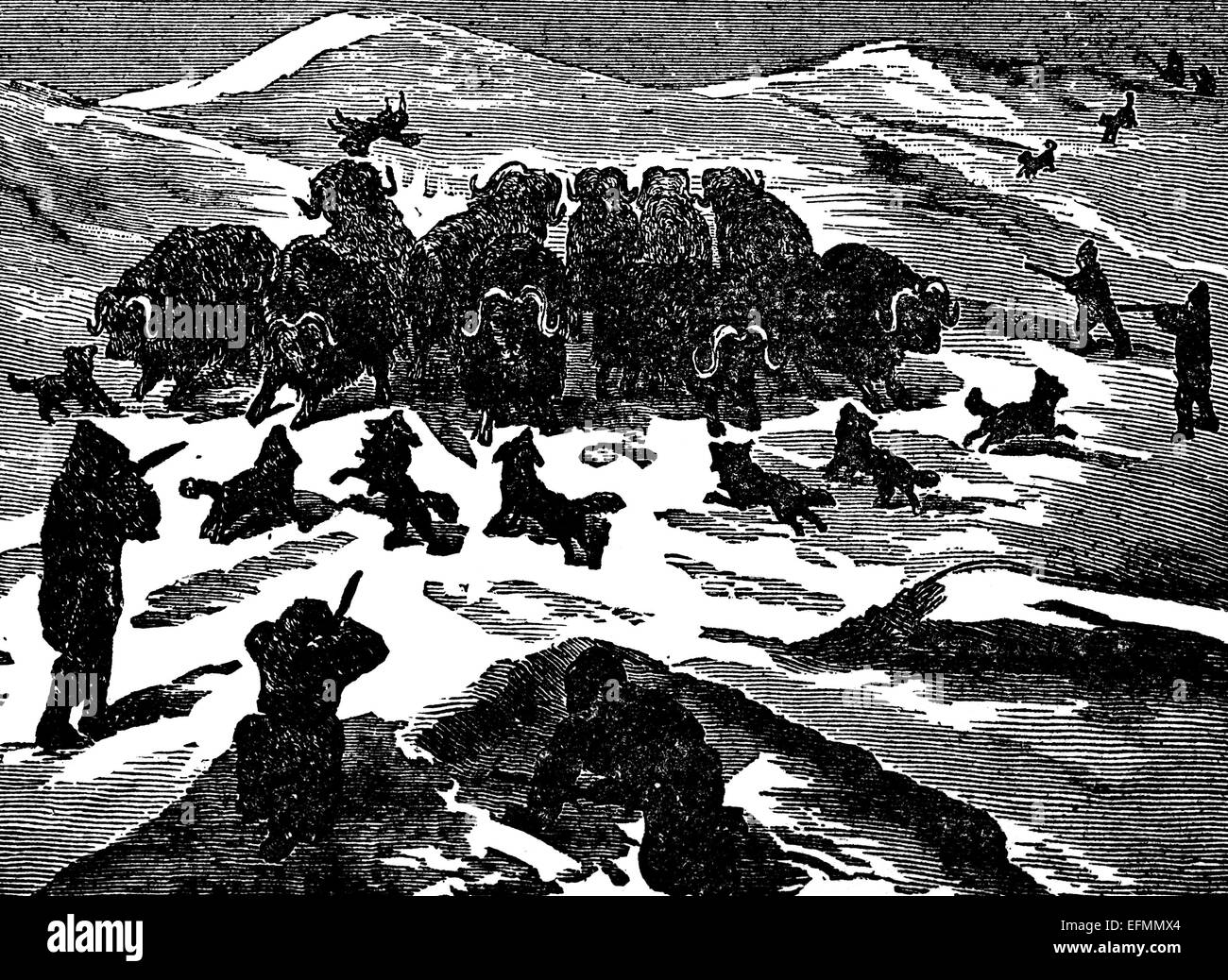 Gravure du xixe siècle de chasseurs et d'un troupeau de boeufs musqués dans l'Arctique Banque D'Images