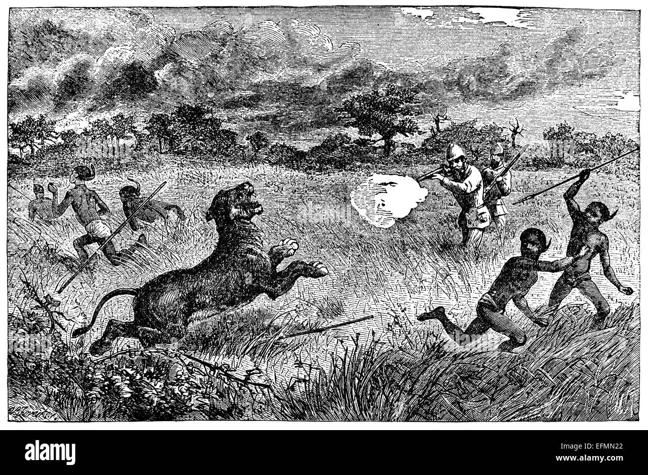 19ème siècle gravure de chasse, un lion en Afrique Banque D'Images