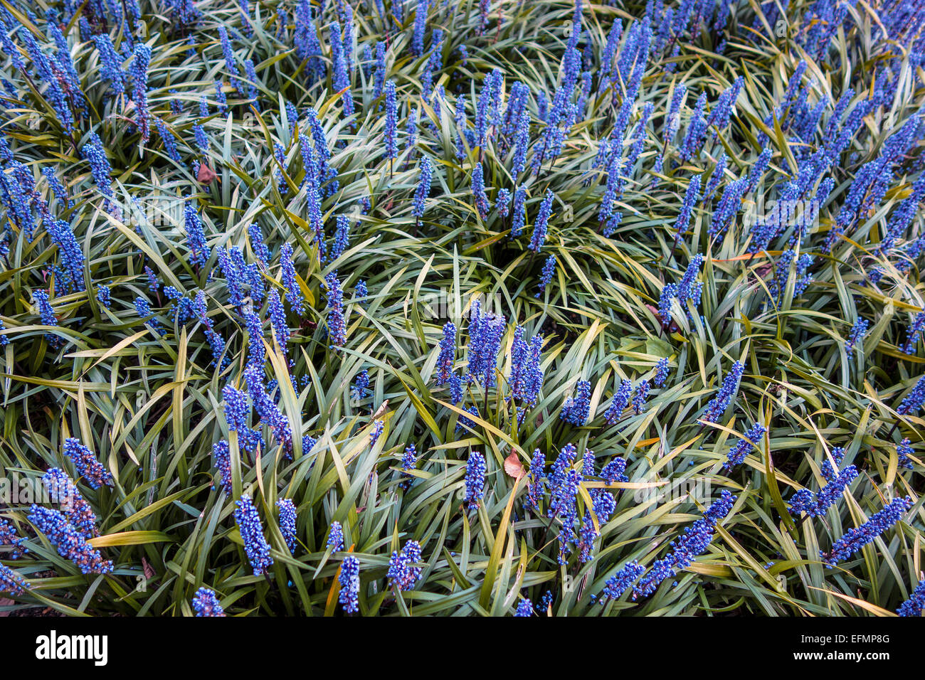 Liriope Muscari Lily fleur bleu gazon Banque D'Images